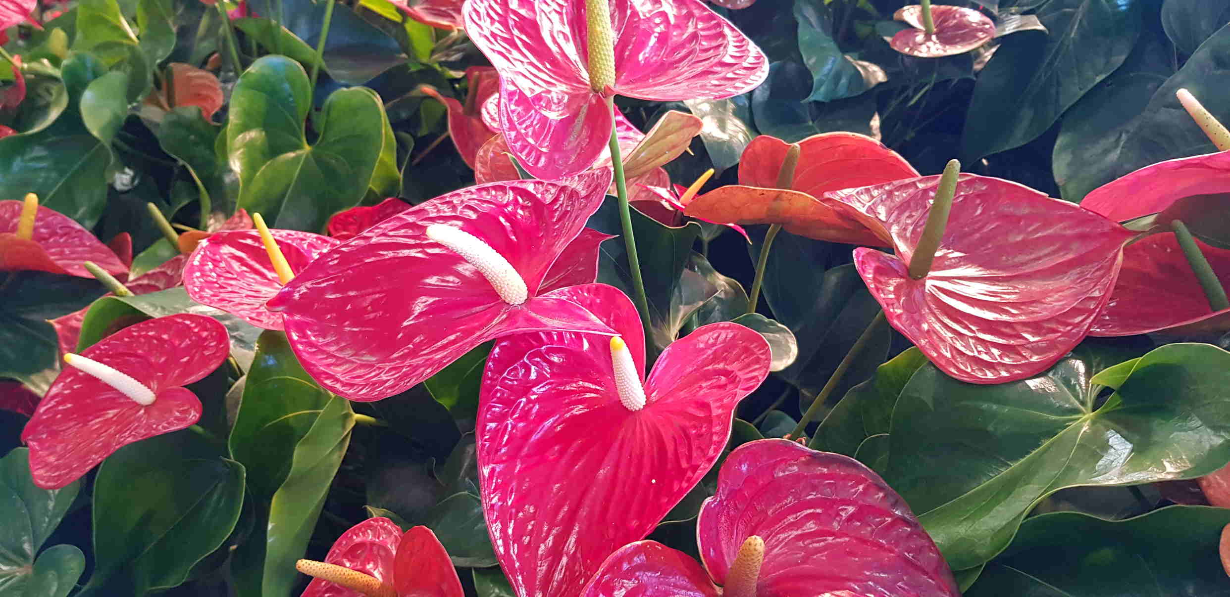 Sunshine Coast News garden expo 1