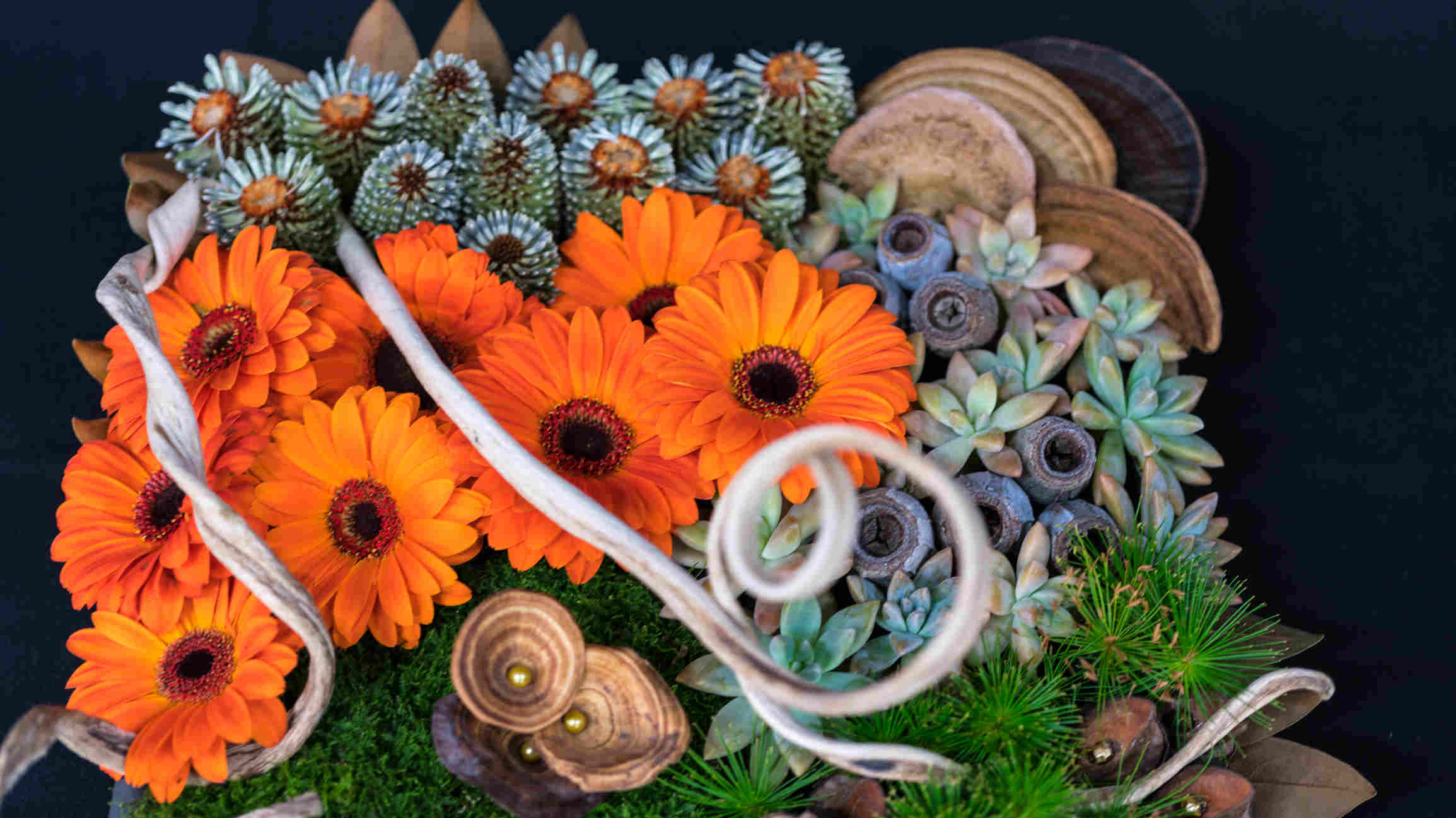 Sunshine Coast News garden expo 2