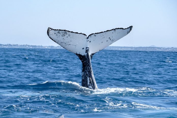 Sunshine-Coast-News-whale-tail-Tide-Vibes