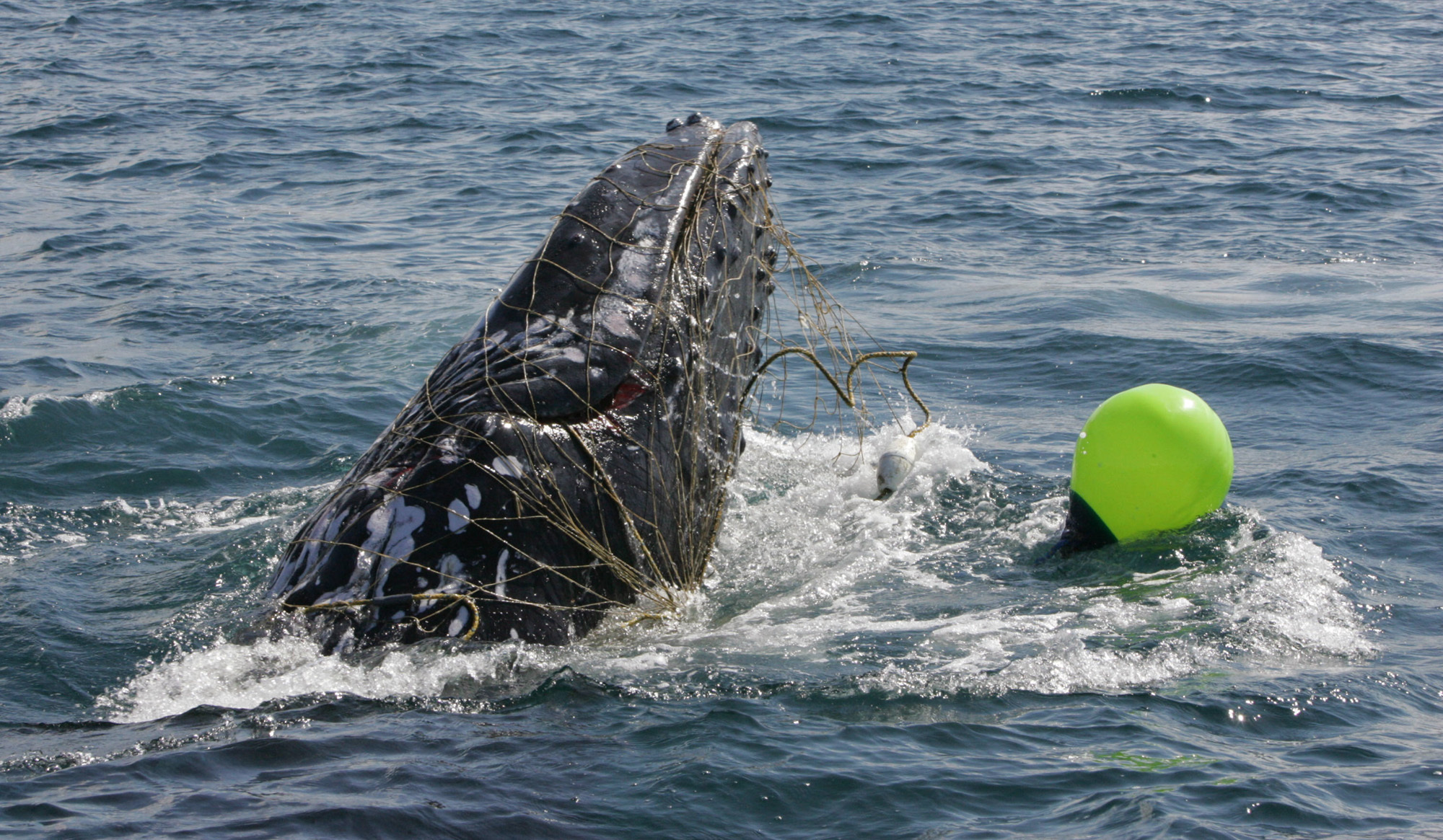 Calls to remove shark nets after two whale entanglements