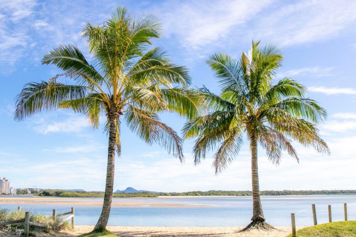 Sunshine-Coast-News-Cotton-Tree-Jodie-Price