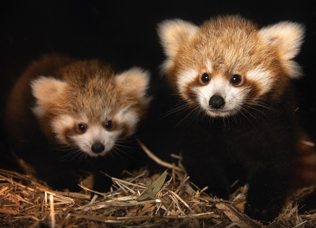 Australia Zoo S Special Moment With Cutest Acrobatic Cubs Australia Zoo S Special Moment With Cutest Acrobatic Cubs