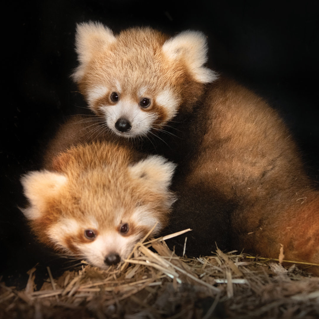 Perth Panda Australia Zoo's 'special moment' with cutest acrobatic cubs