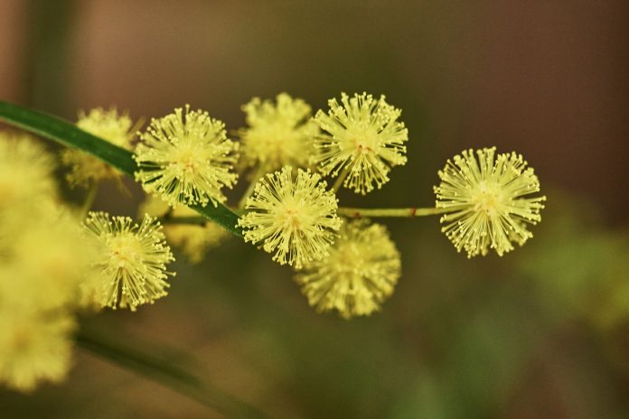 Sunshine-Coast-News-Fringed-Wattle-Botanical-Gardens-Greg-Miller