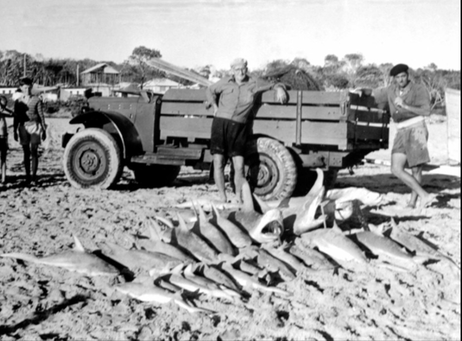 Sand castles, sharks and the Seal Park: unfamiliar stories of the old days