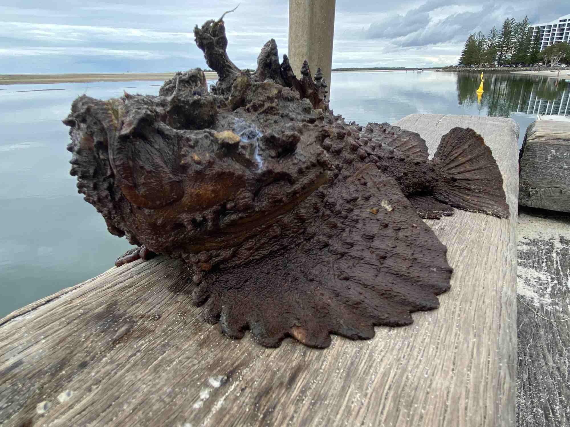 stonefish sting effects