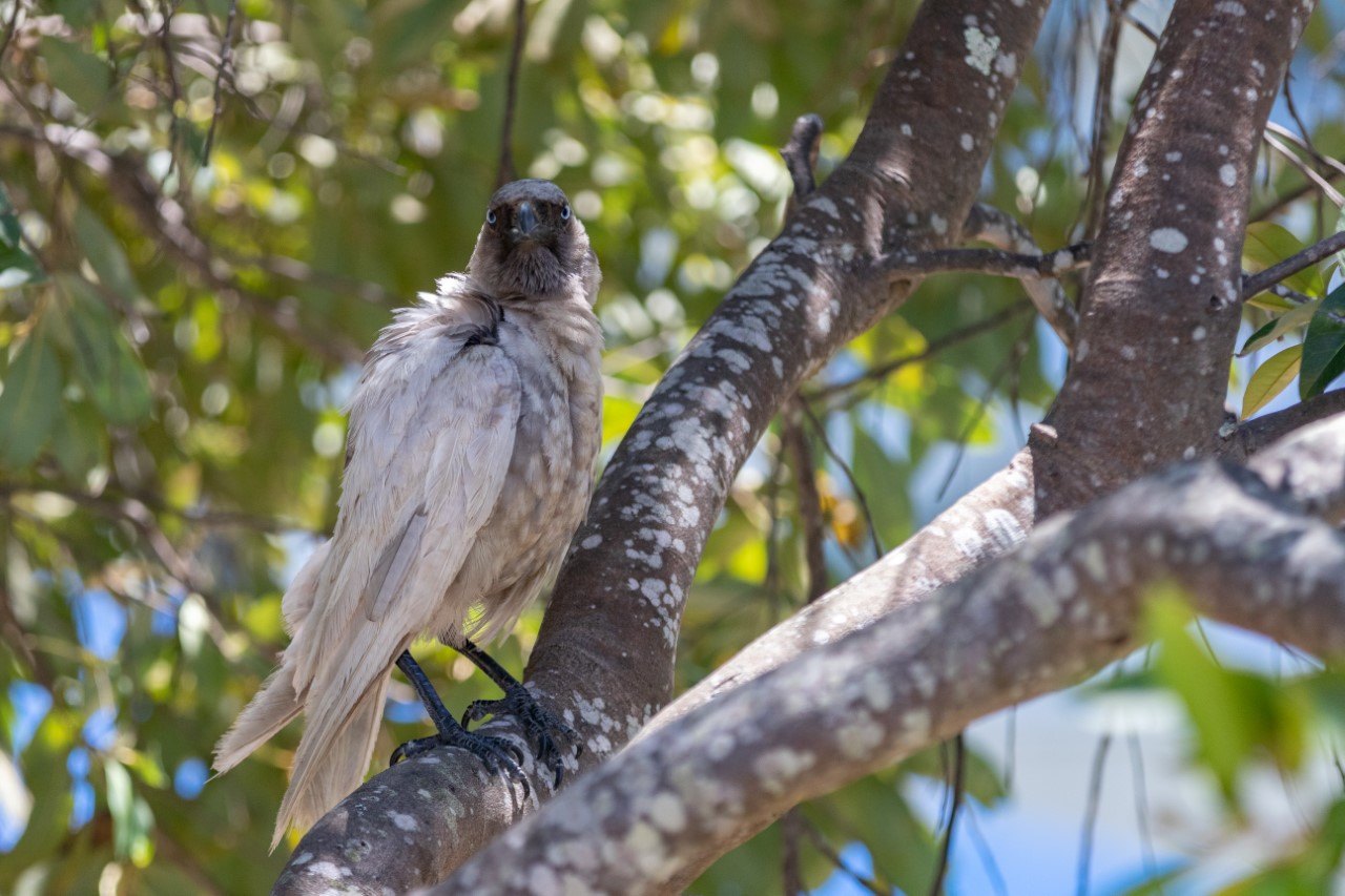 #SunshineMoment – Caloundra crow