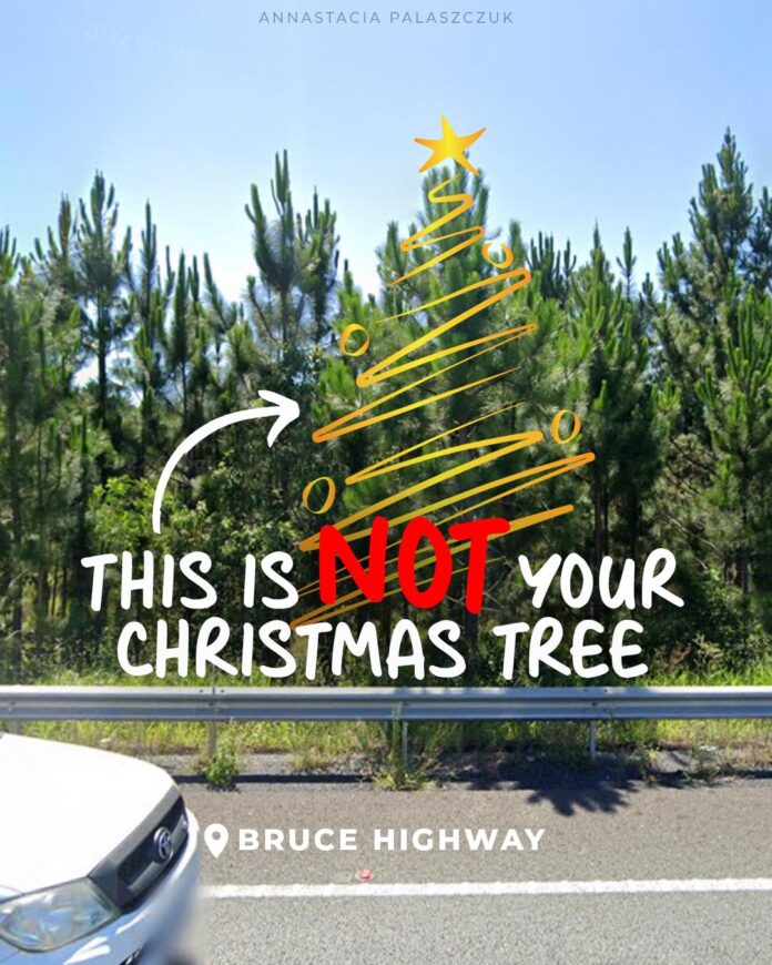 Don t Be Tempted Stealing Christmas Trees Will Cost Big Bucks
