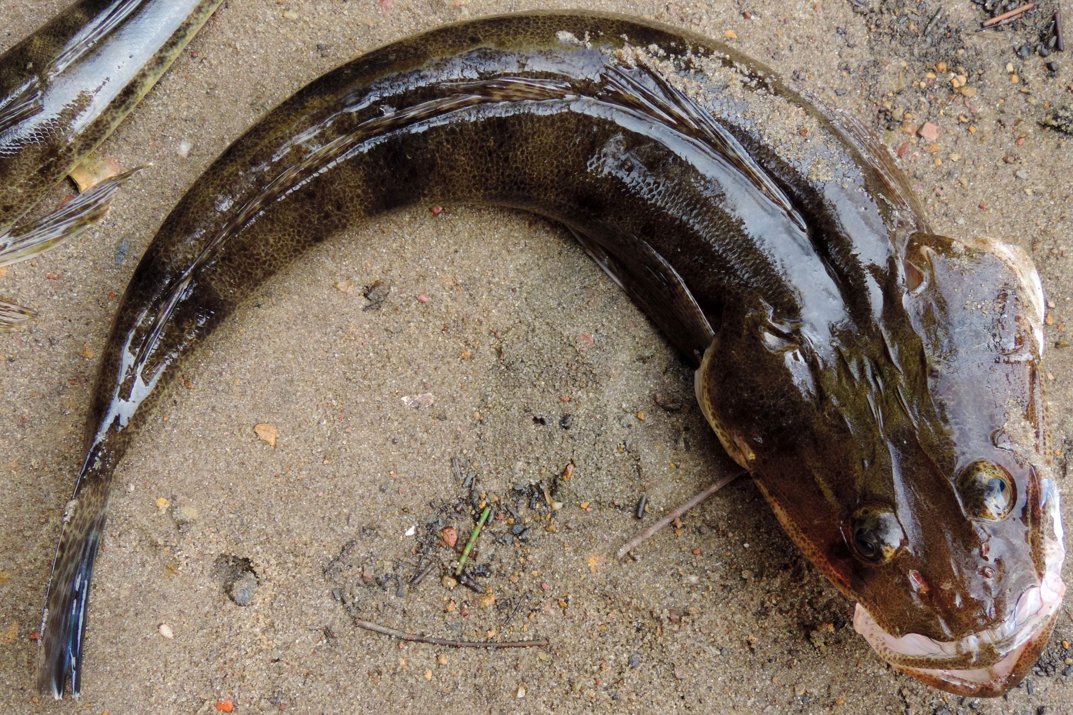 Fishing report: larger flathead showing up
