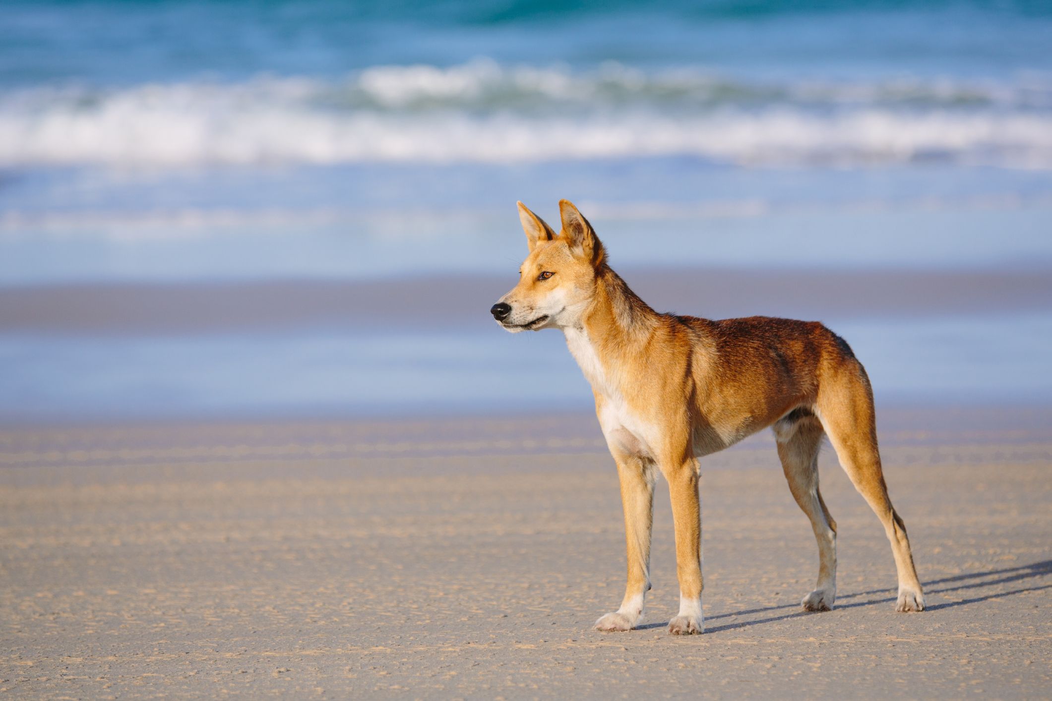 Les Rangers enquêtent après que deux personnes ont été blessées dans des attaques de dingos