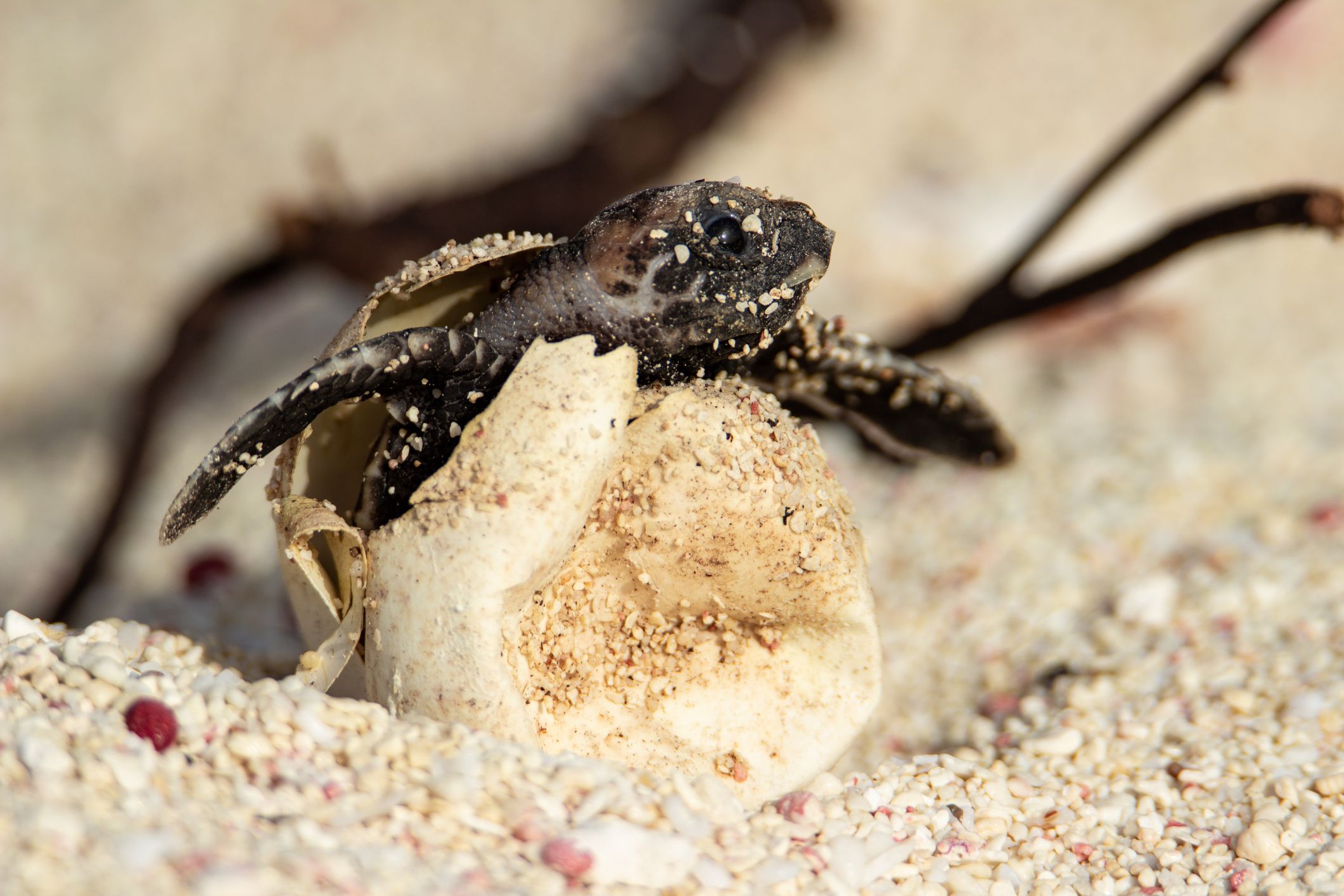 Turtle hatchlings program expands