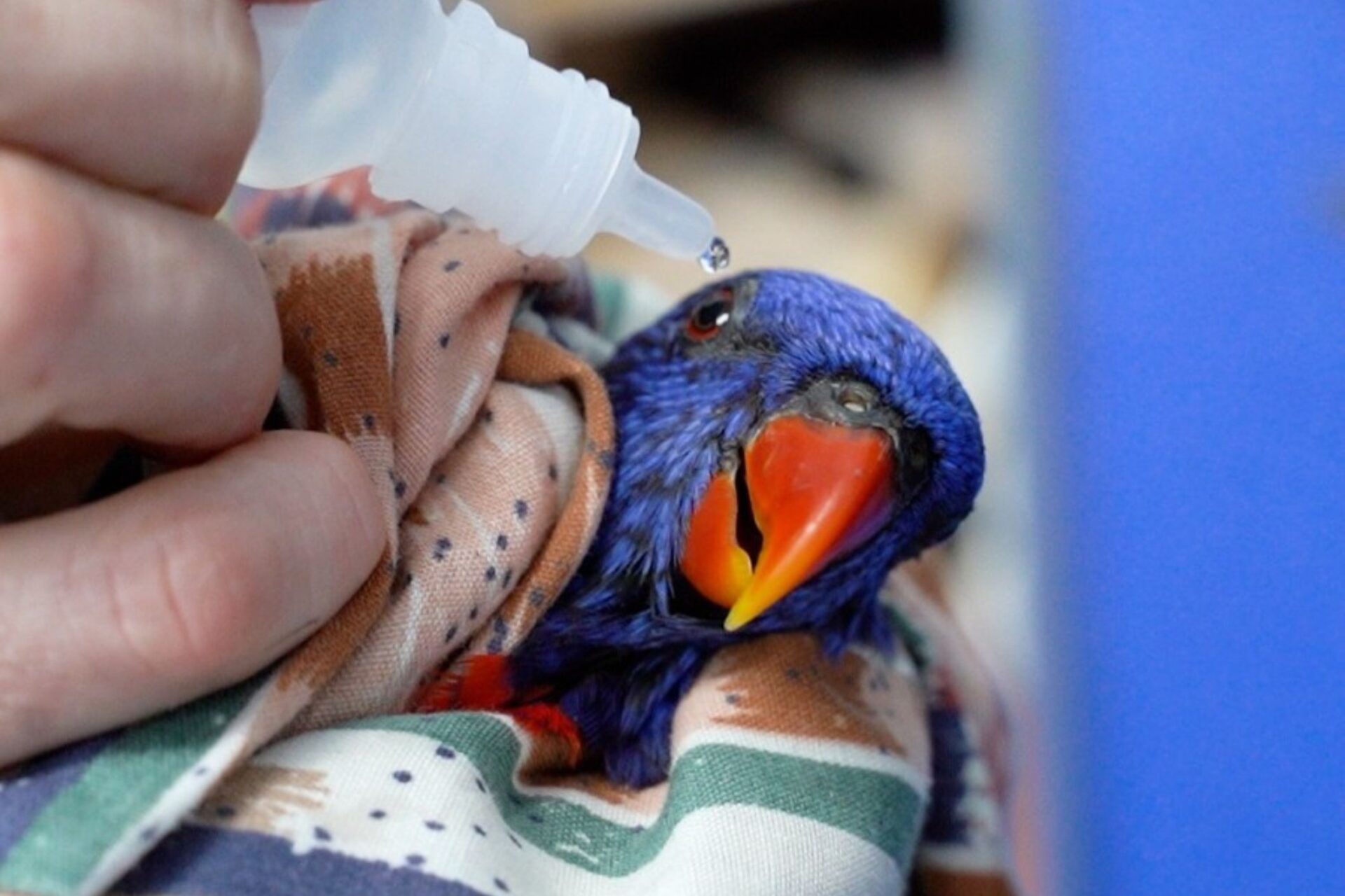 'Serious threat' mysterious illness grounding lorikeets