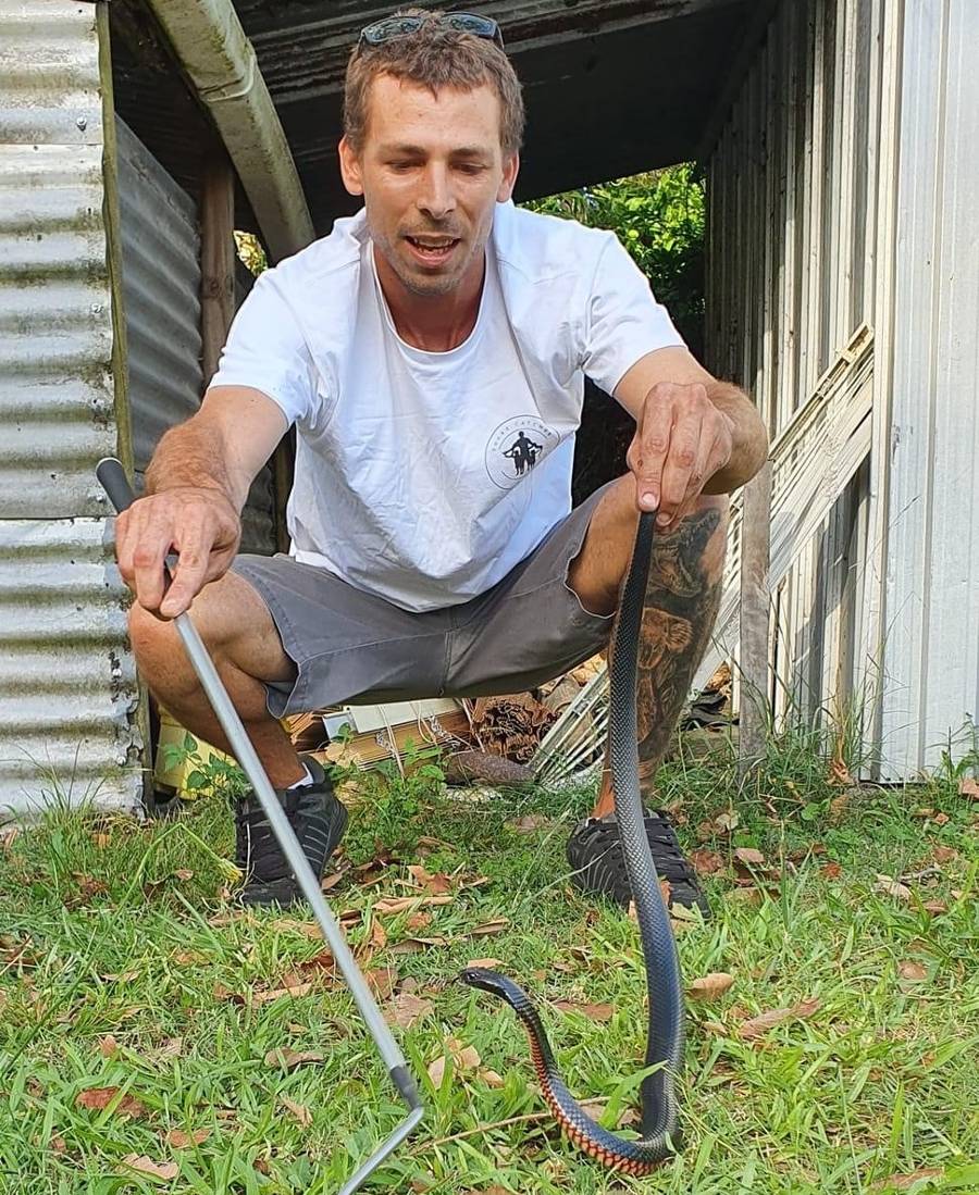 No, this snake isn't hugging a bread roll - Australian Geographic