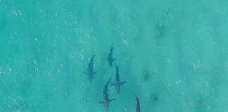 Whaler sharks off North Stradbroke Island.