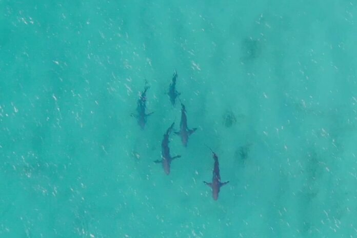 Whaler sharks off North Stradbroke Island.