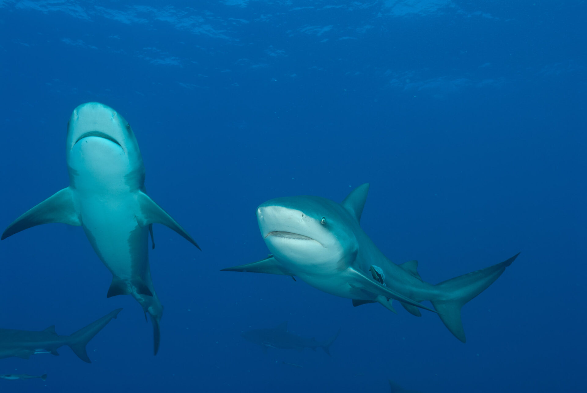 Study set to provide insight on region's bull sharks
