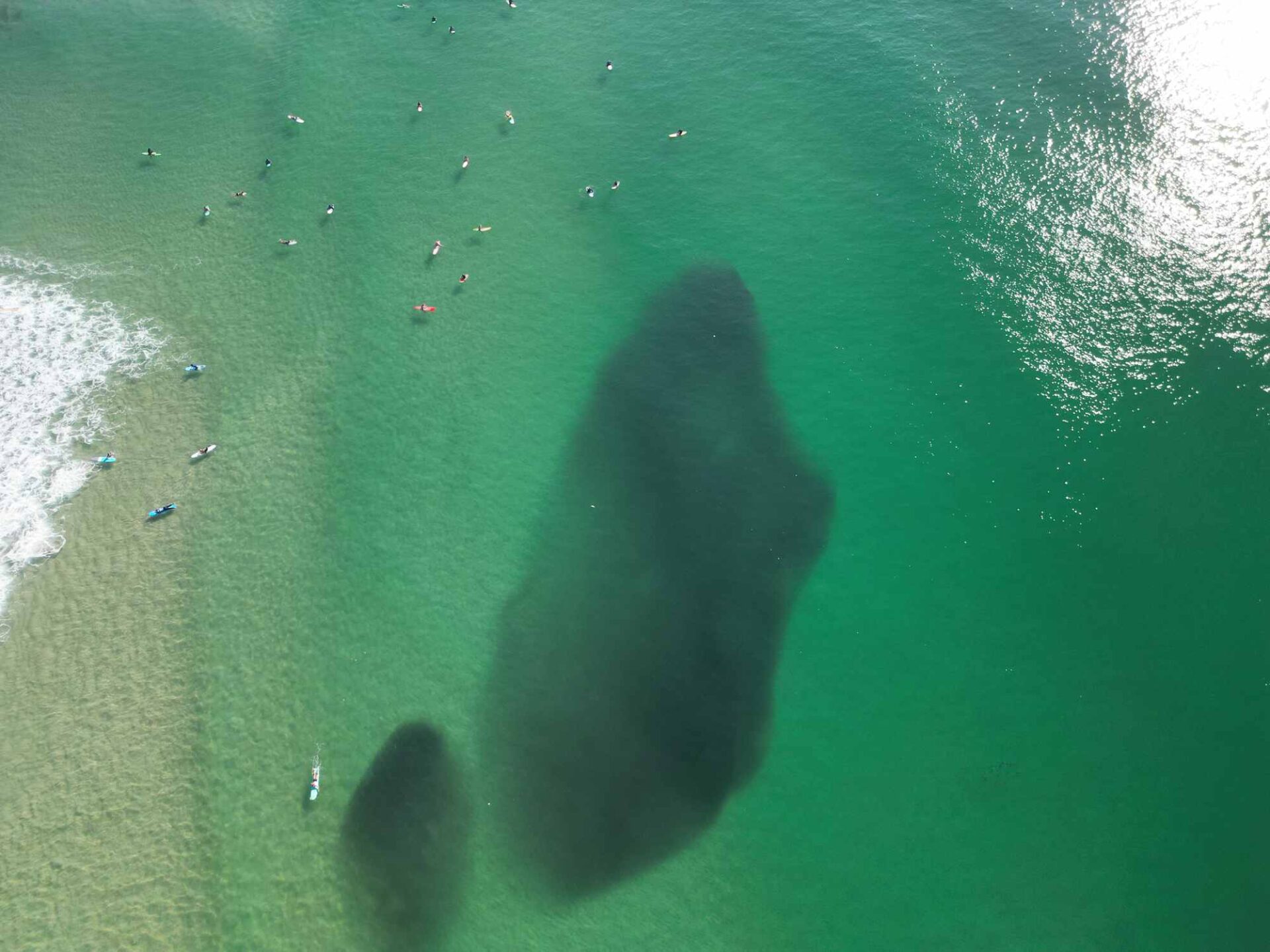 IN PHOTOS Great balls of bait fish close to beaches