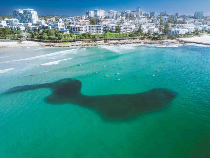 IN PHOTOS: Great balls of bait fish close to beaches