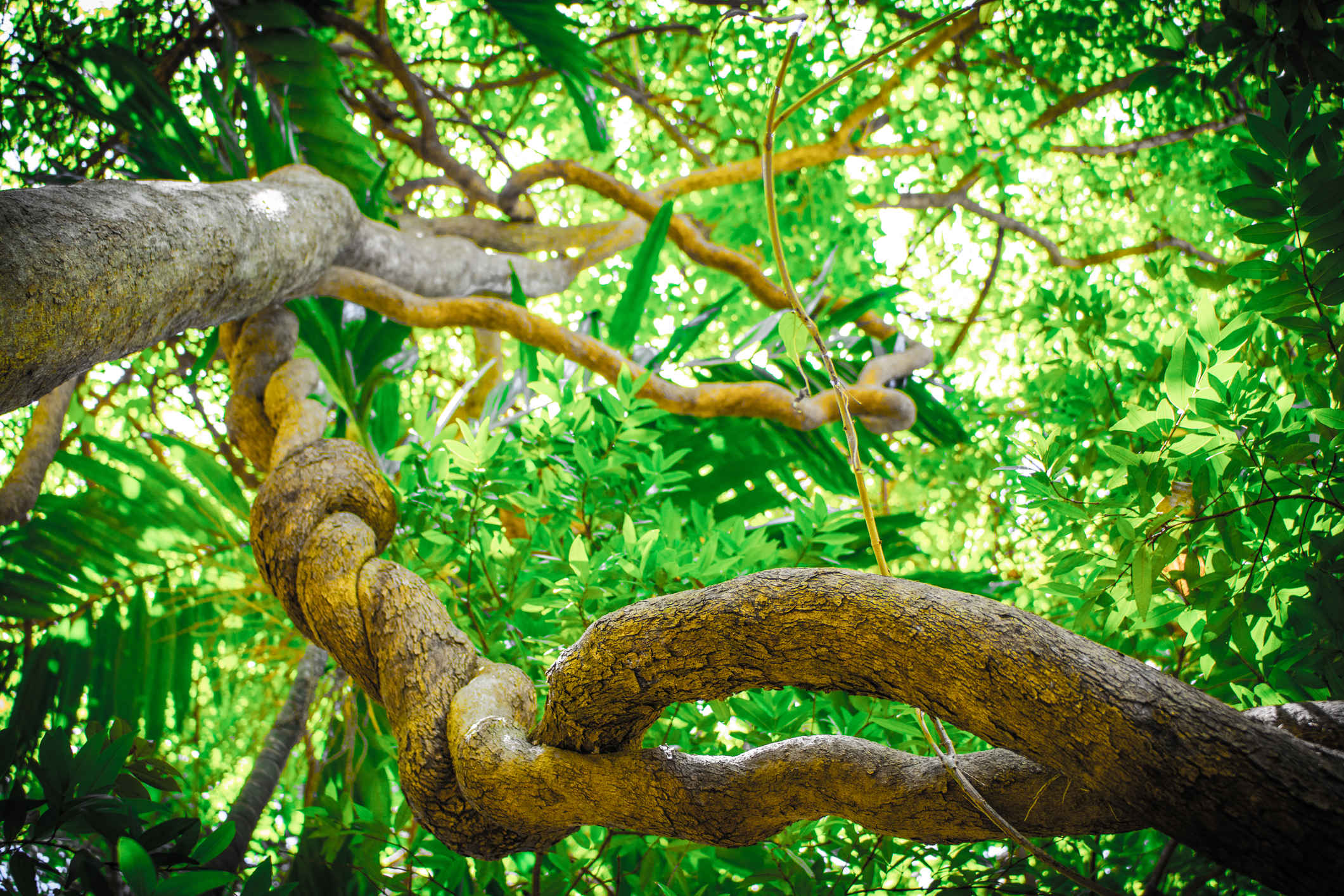 Academic calls for action on vines in tropical forests