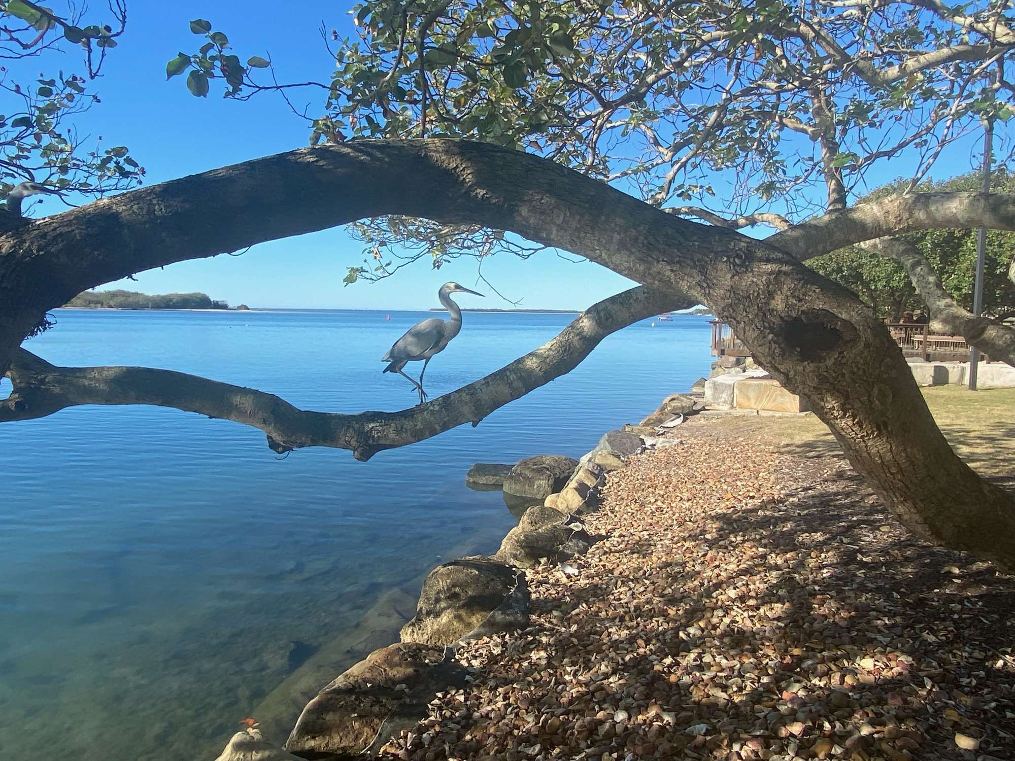 Photo of the day: Golden Beach perch