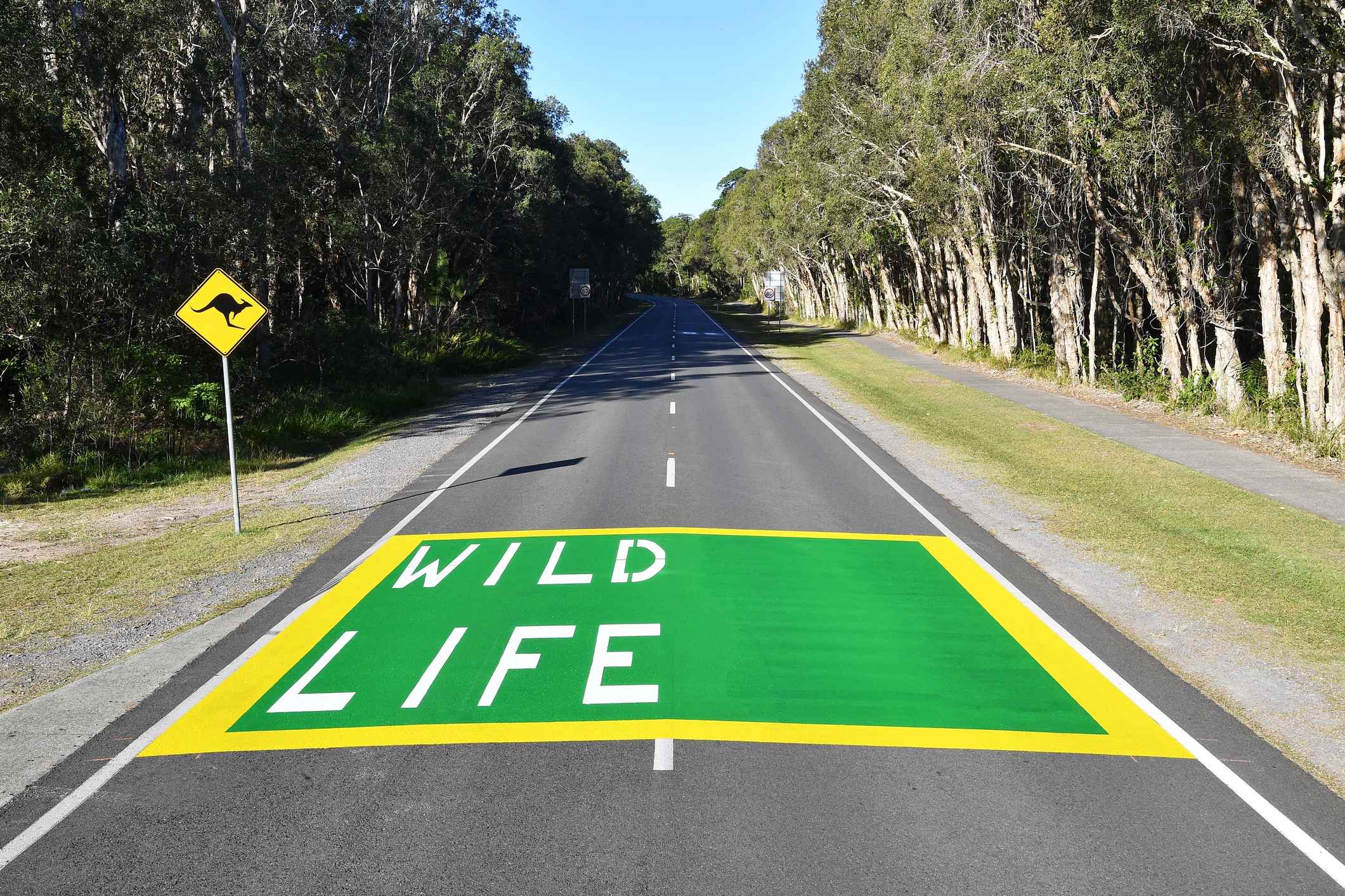 New signs urge motorists to watch out for lizards and more