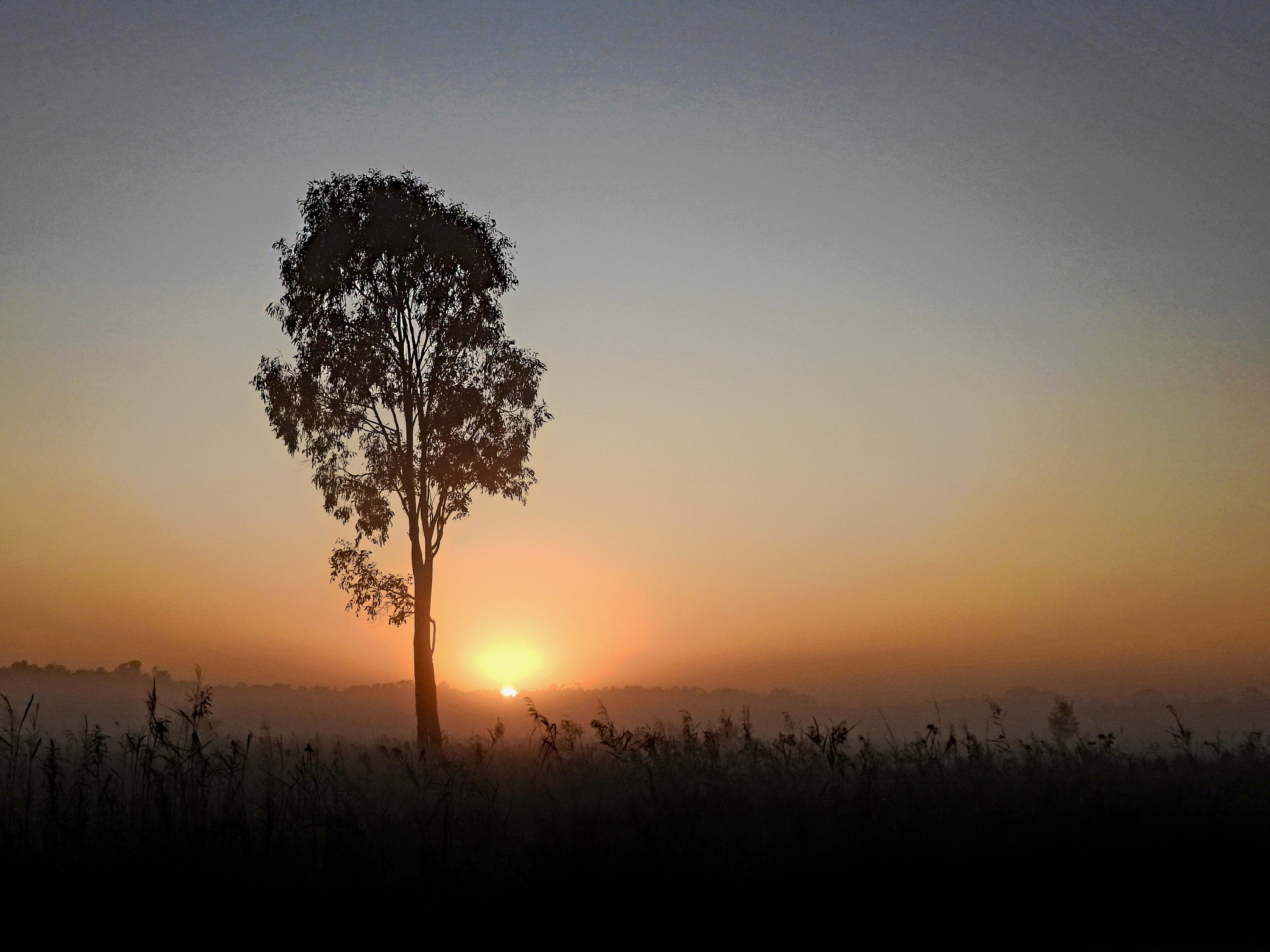 Photo of the day: morning fog