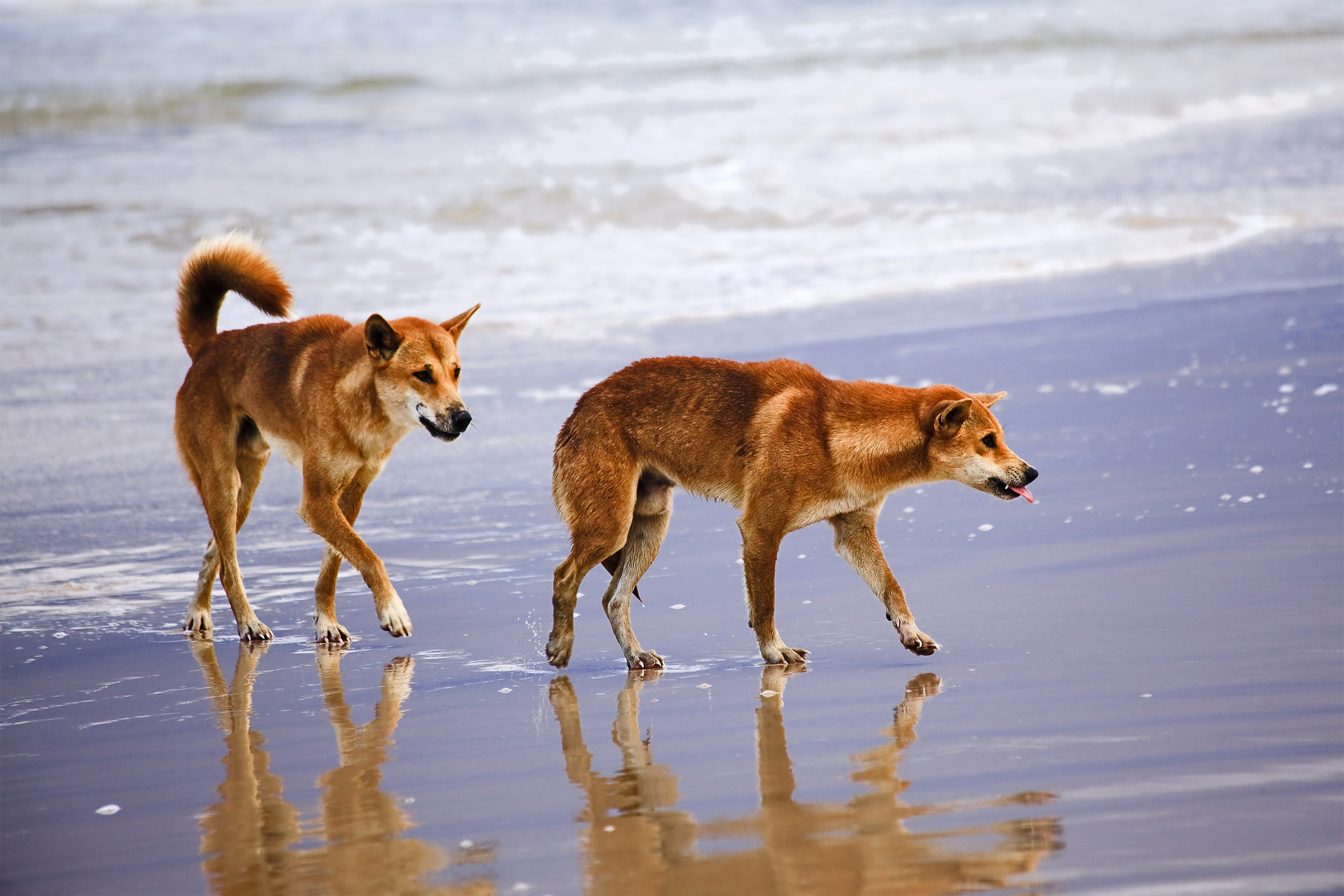 Dingo put down on K’gari after ‘high risk’ behaviour