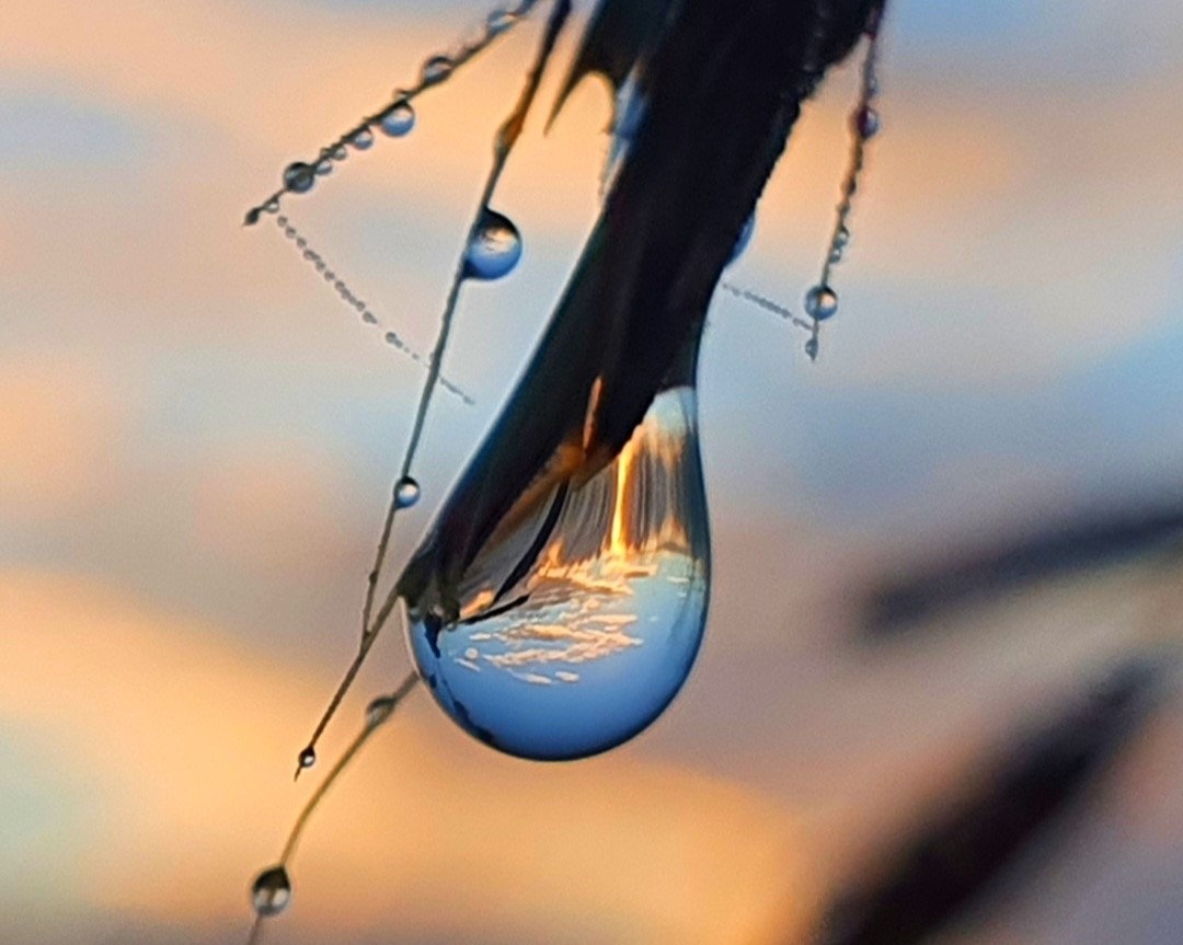 Photo of the day: morning droplets