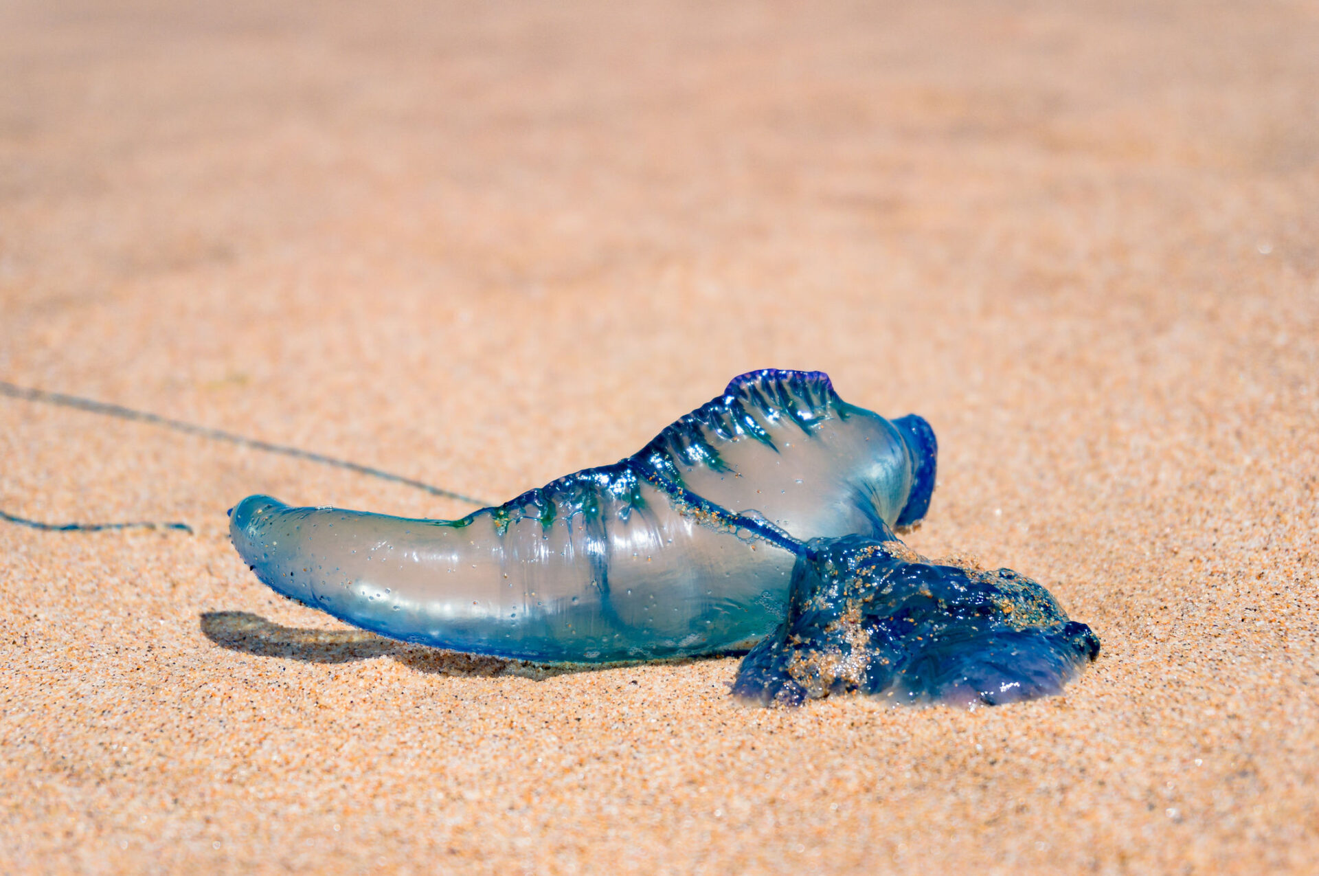 'Moby Dick' giant bluebottles could be sign of things to come