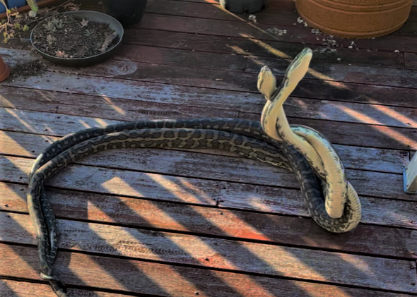 Snakes alive! Reptiles spring into breeding season