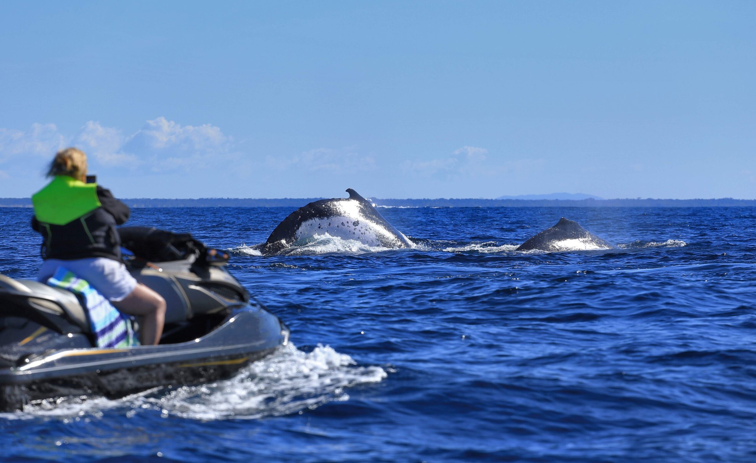 Jet skiers, boaties warned not to ‘hassle’ whales, dolphins