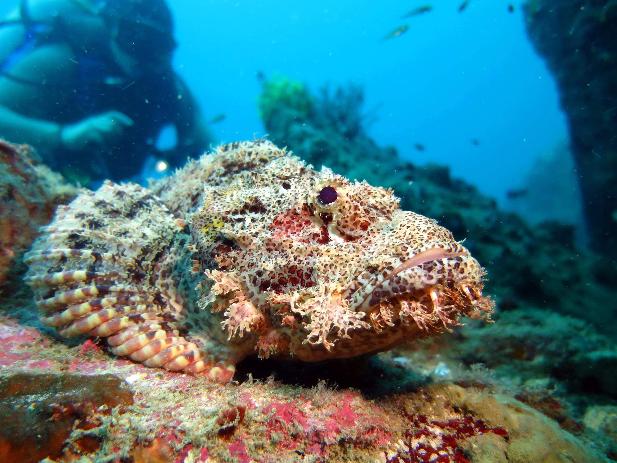World s Most Venomous Fish Strikes Increased Number Of Victims