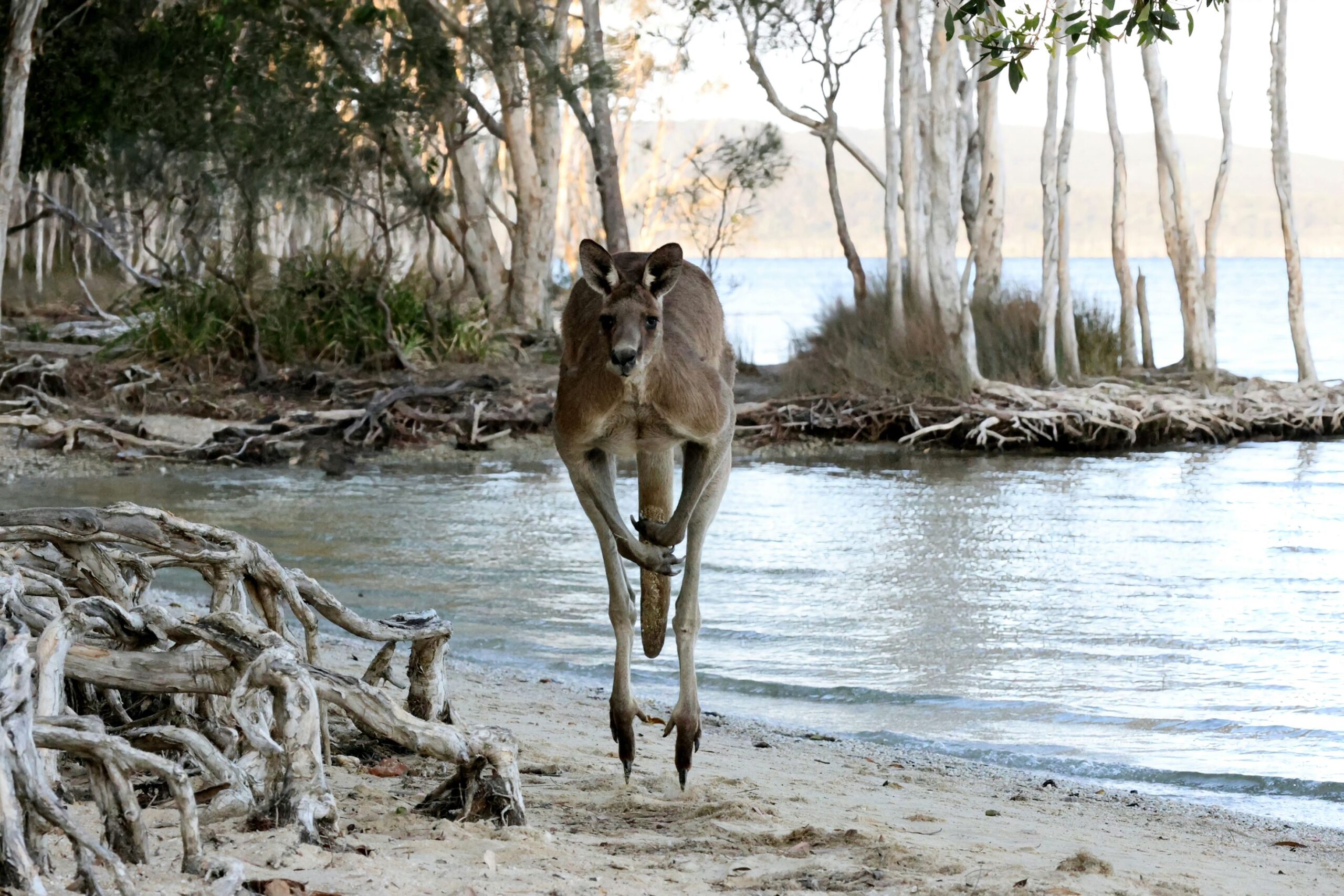 Photo of the day: roo beauty