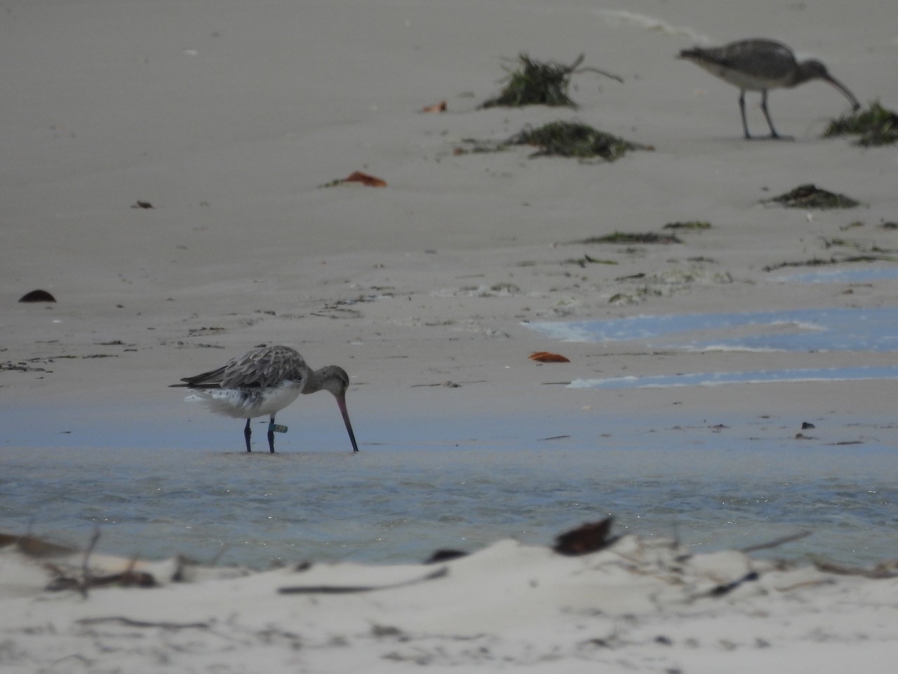 ‘Little miracle’: bird spotted after 10,000km journey