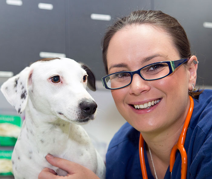 Local vet warns of potentially fatal tick bite risk to pets