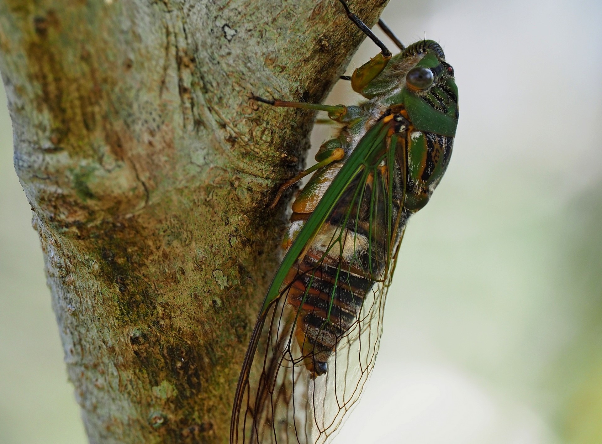 Photo of the day: cicada season