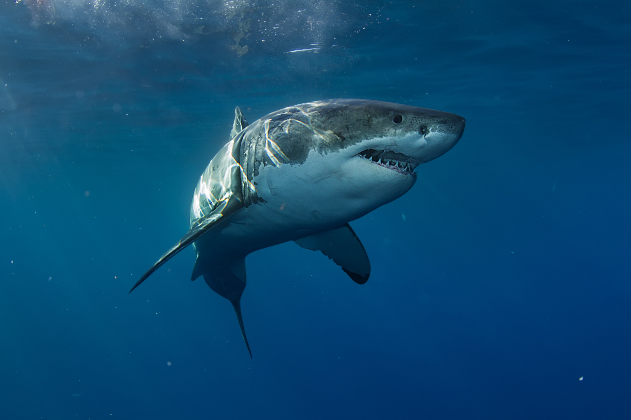 Escape from great white amid history of Coast shark attacks