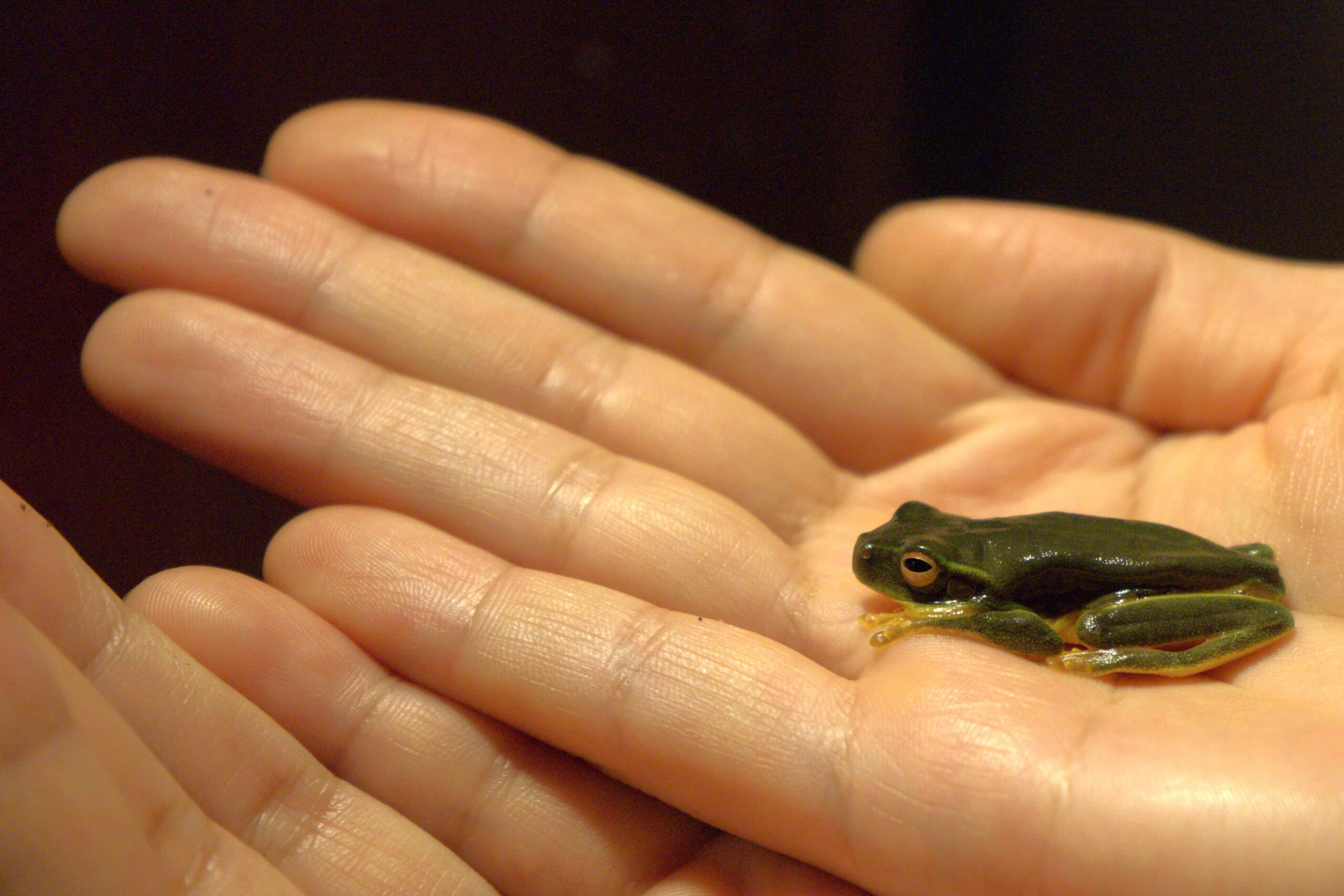 Photo of the day: frog in the hand