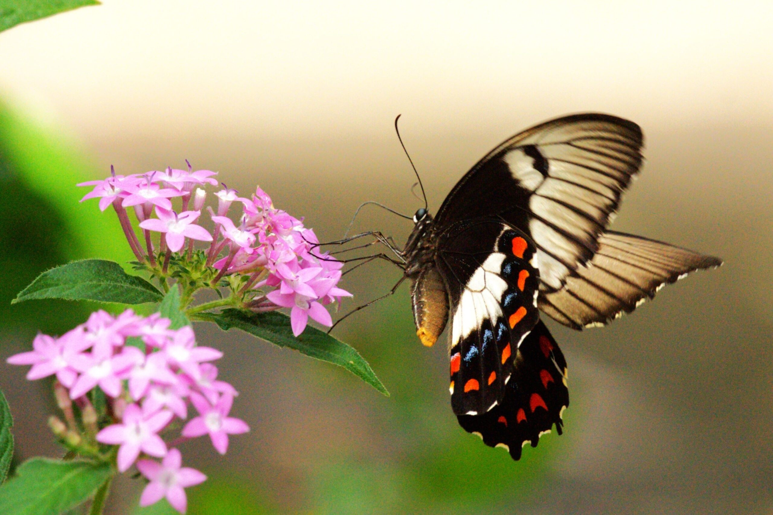 Photo of the day: common visitor