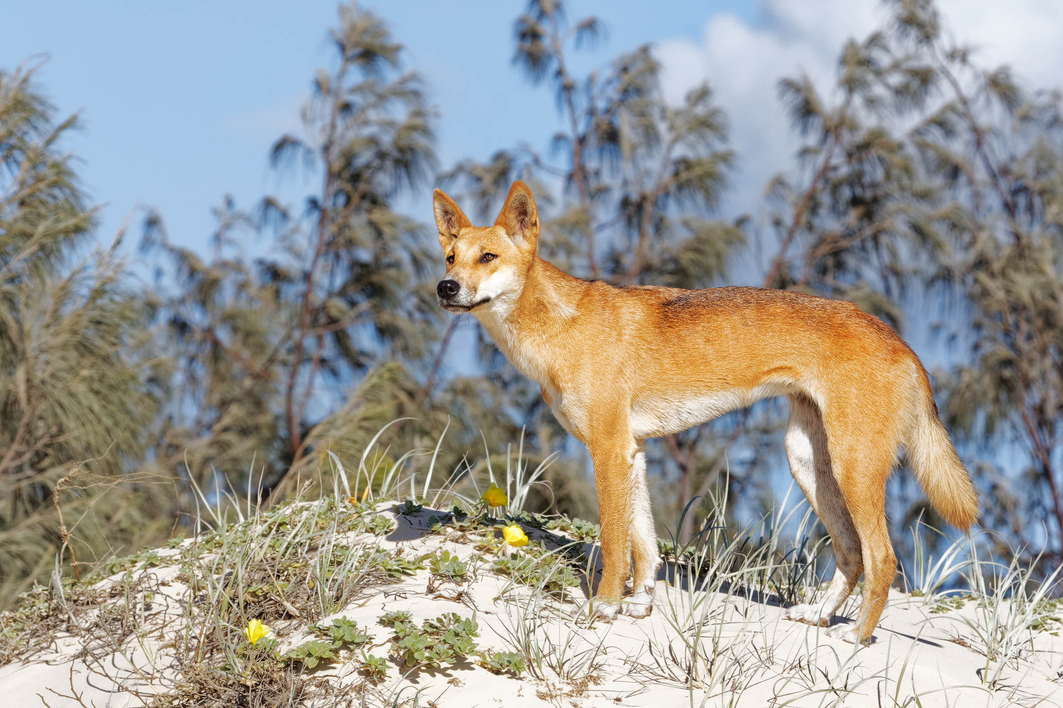 Tourist bitten by dingo at K’gari creek crossing