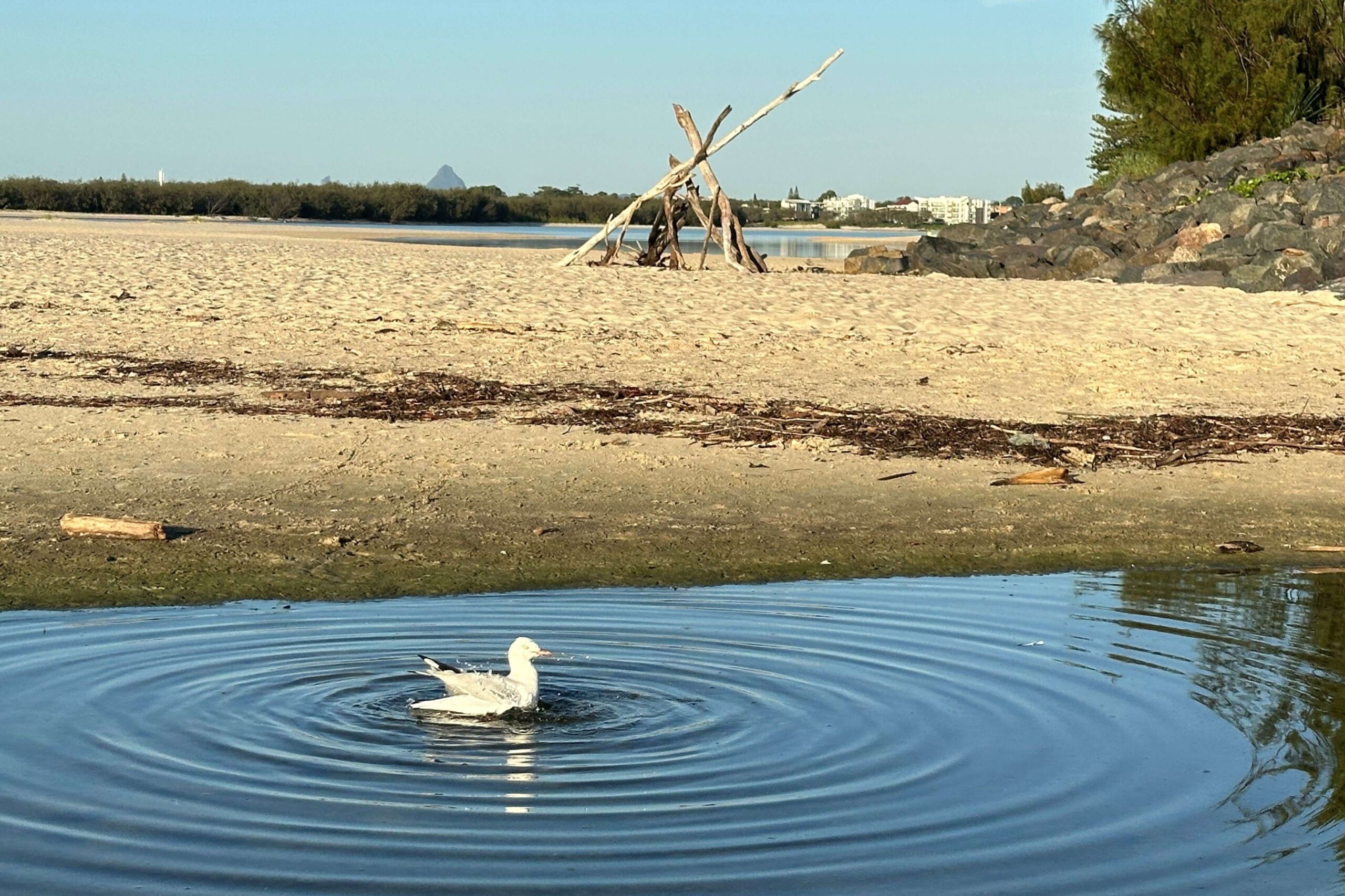 Photo of the day: quick dip