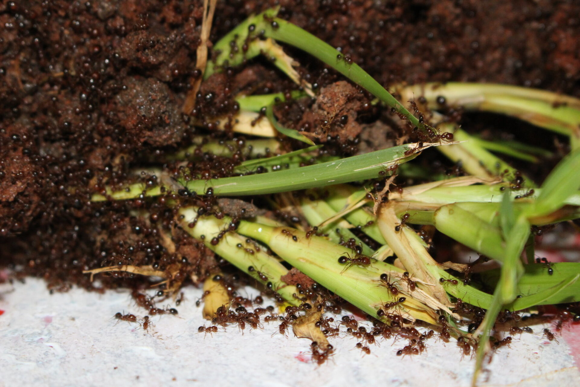 Threat of fire ants eases as locals meet eradication team
