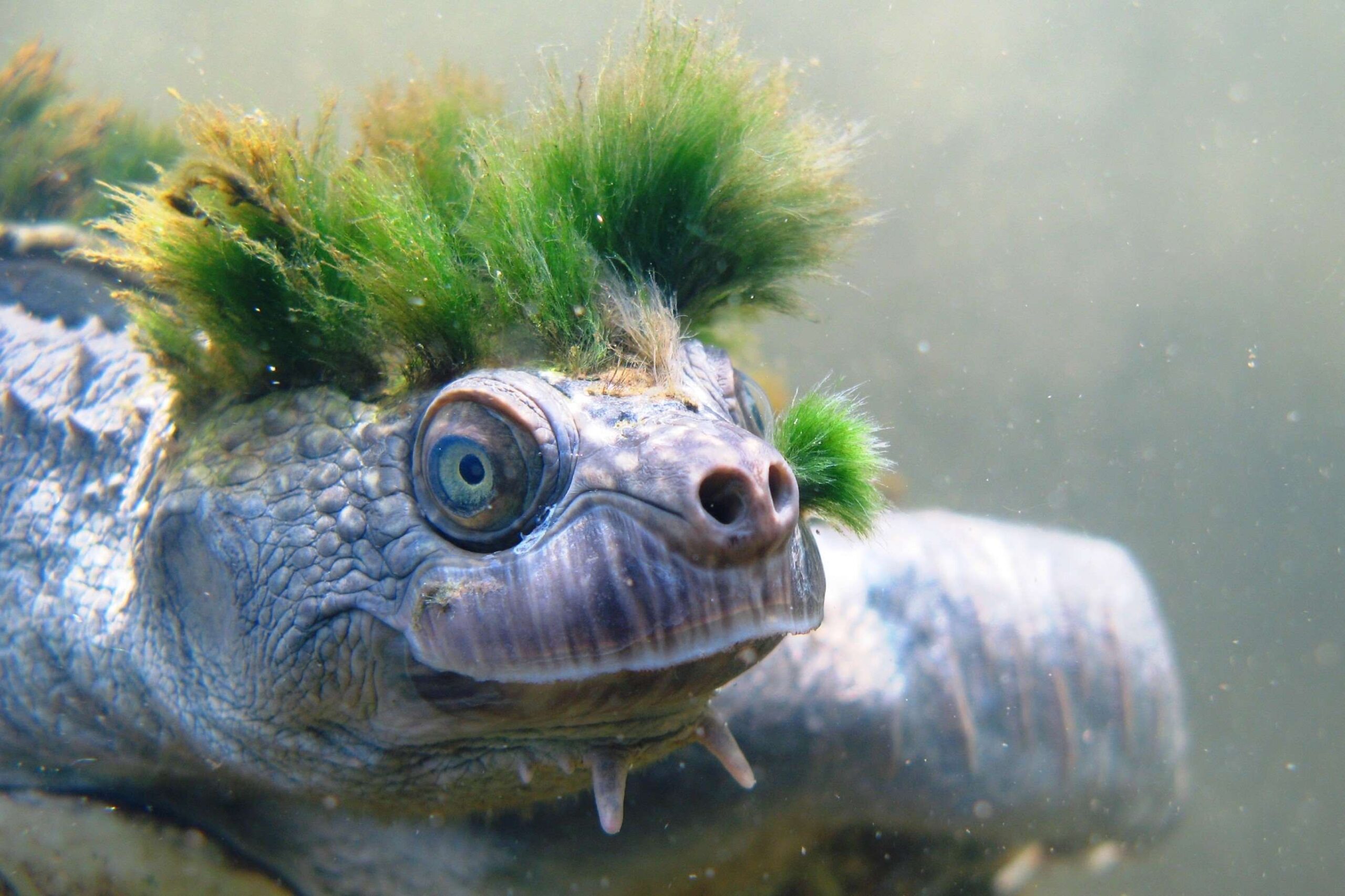 Turtle faces even tougher battle to survive