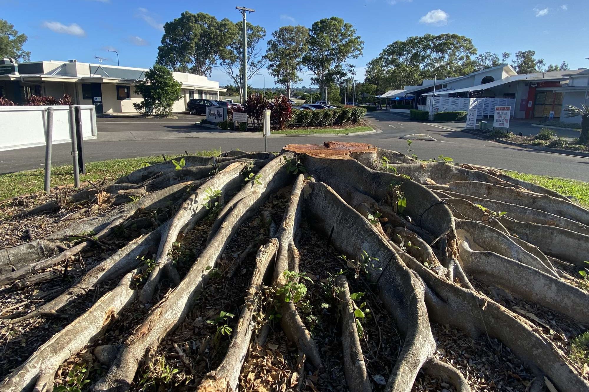 Leafy Landmark Gone Notable Tree Removed From Roundabout