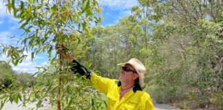 Council worker cares for newly planted tree in Sippy Downs.