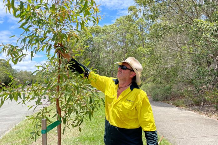 Council worker cares for newly planted tree in Sippy Downs.