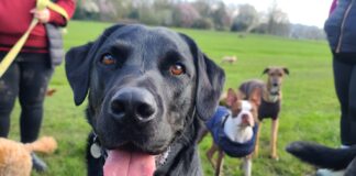 Dogs in a park.
