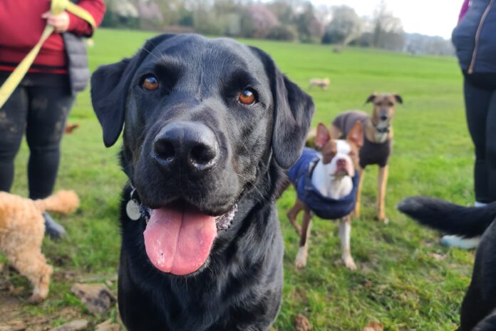 Dogs in a park.