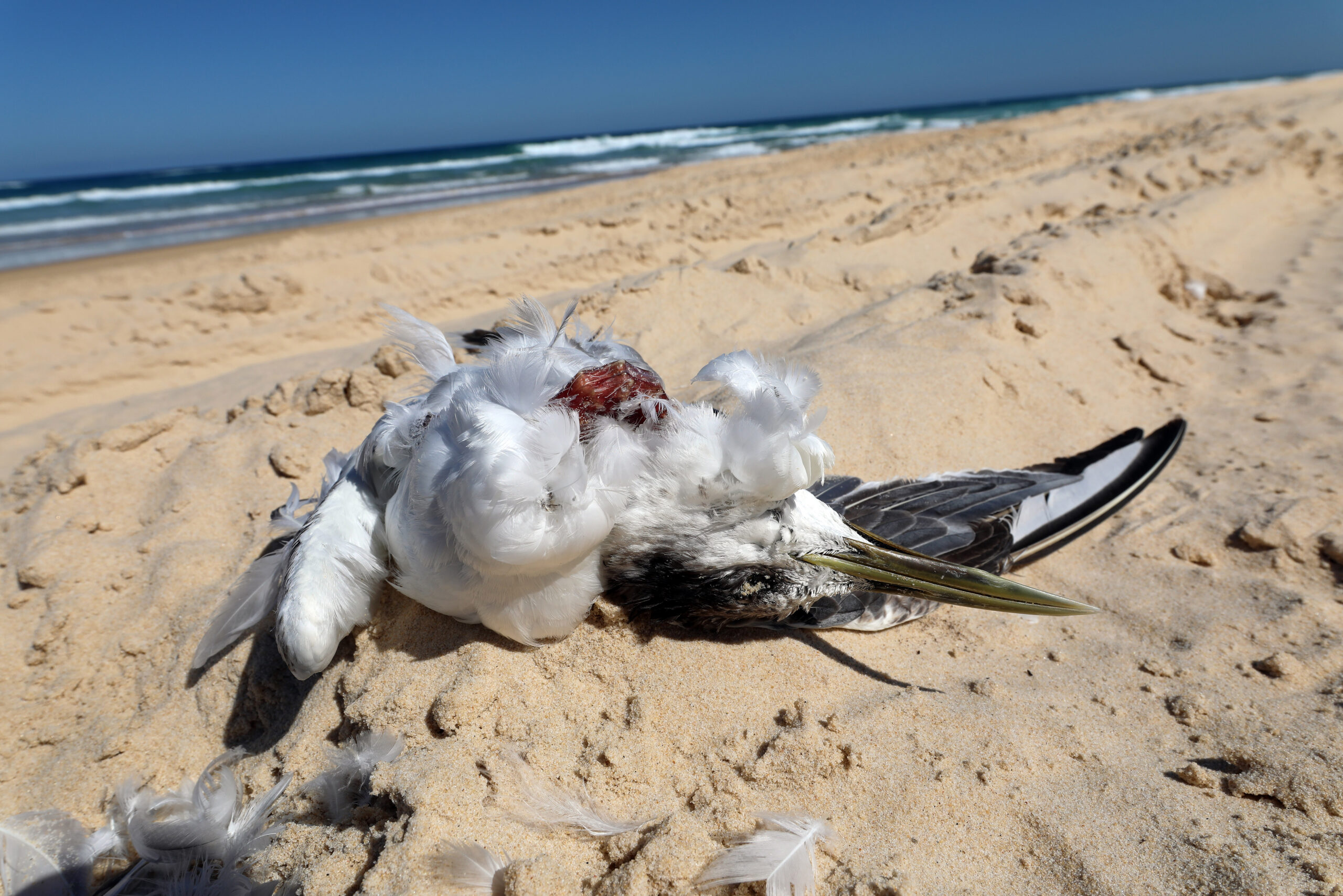 Crested Tern killed by vehicle on K'gari.