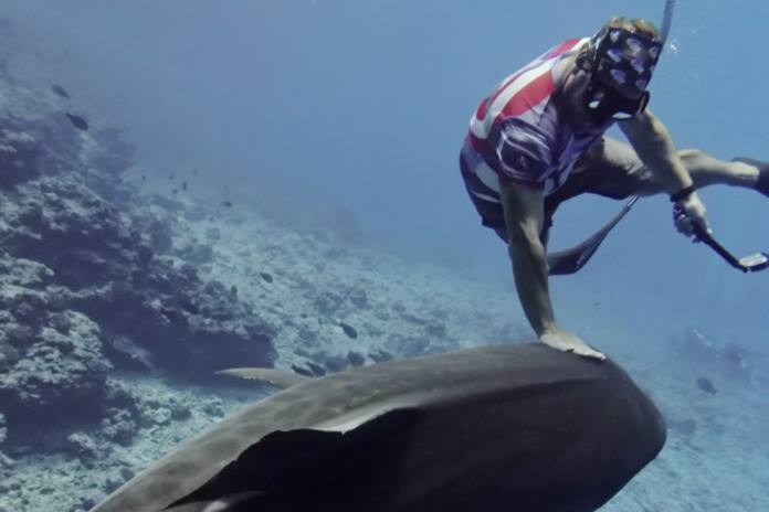 Sunshine Coast diver Adam Sellars puts his hand on the head of a tiger shark off the coast of the Maldives. Picture by Jono Allen.